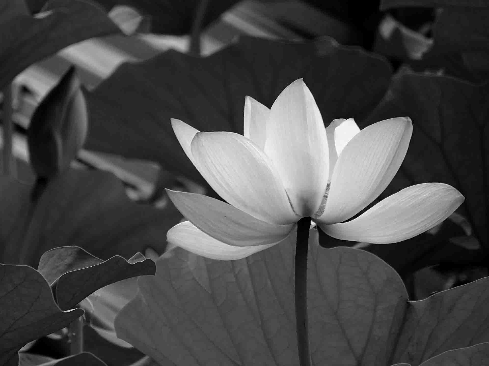 Lotusblüte in Schwarz-Weiß - Willkommensbild Qi Gong Praxis Bonn-Beuel